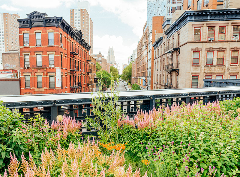 Flowers growing in High Line park